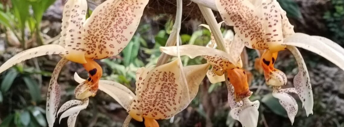 Florece en Estepona una orquídea con fragancia a chocolate blanco - AZ  Costa del Sol